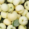 Malus domestica 'Valge Klaarõun' - Õunapuu 'Valge Klaarõun' C6/6L